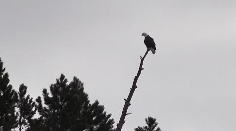 Anna Hamelin tweet media