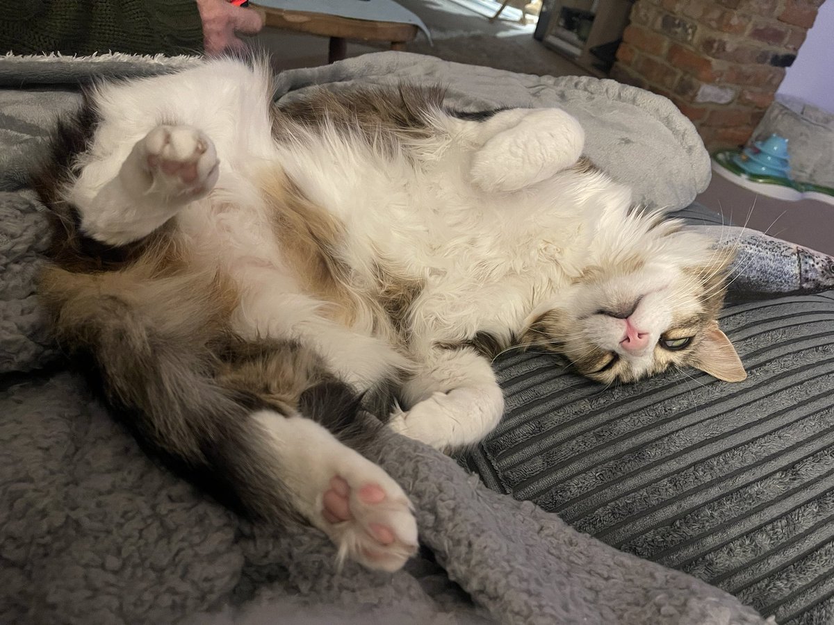 CervantestheC's tweet image. #shuttingdown #Caturday #CatsOfTwitter #cats