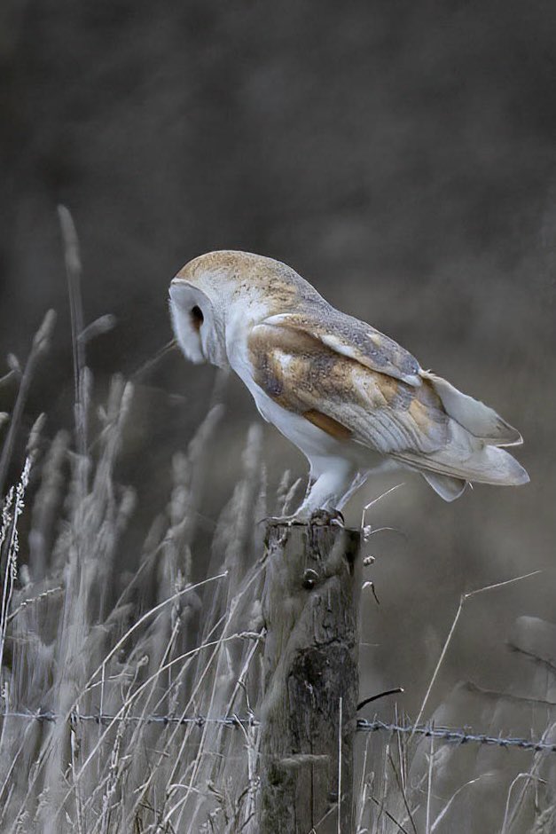 Barn owl profile. Can you tell the difference between make and female barn owls? I’m never sure. Interested to hear from any experts out there please. What are the key points to notice?