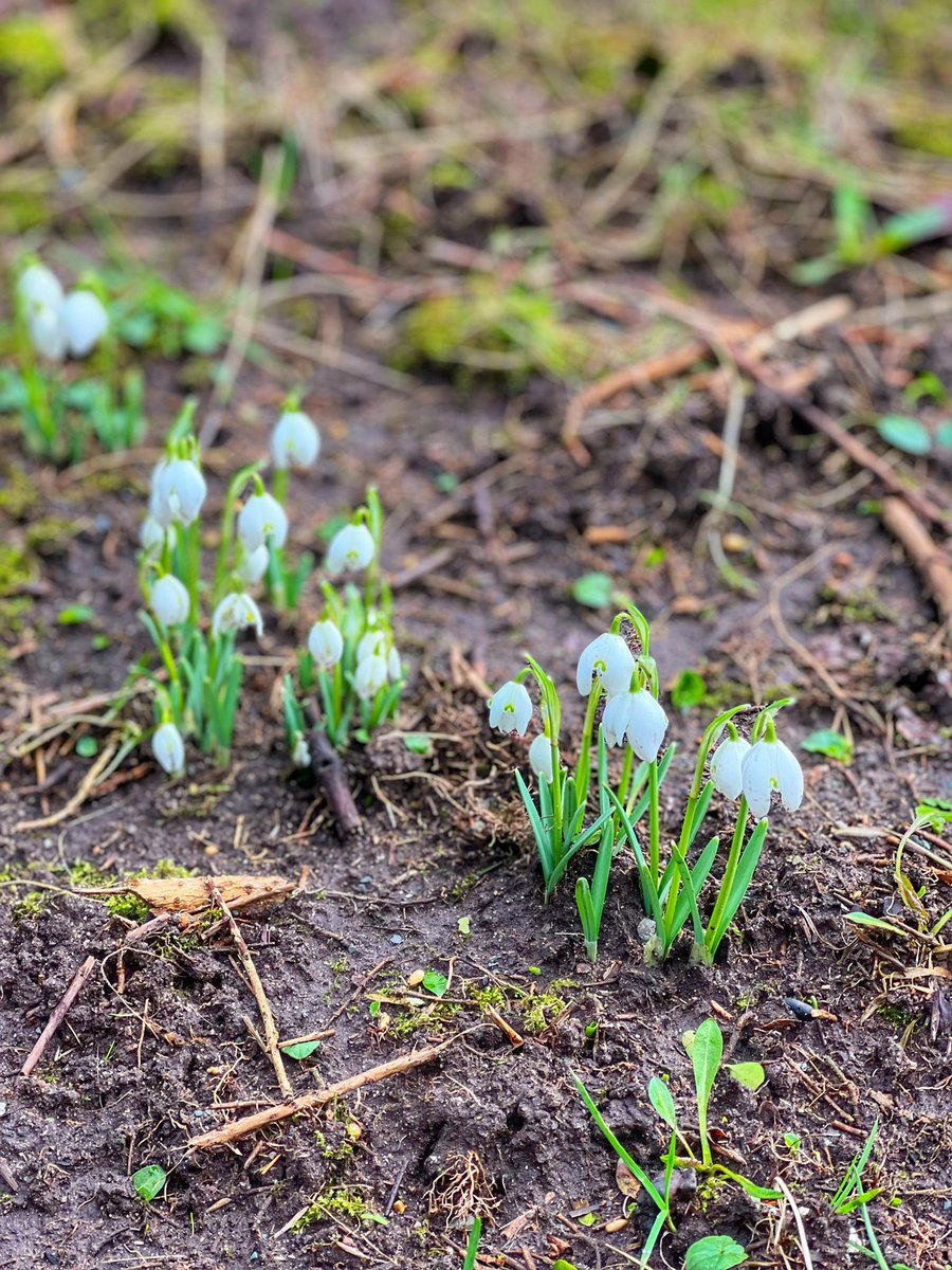 IngletonBlog's tweet photo. Snowdrops are out, Spring around the corner ππ€
However, the river is raging today! π
#thisisingleton #visitingleton https://t.co/5IfGVcBTbl