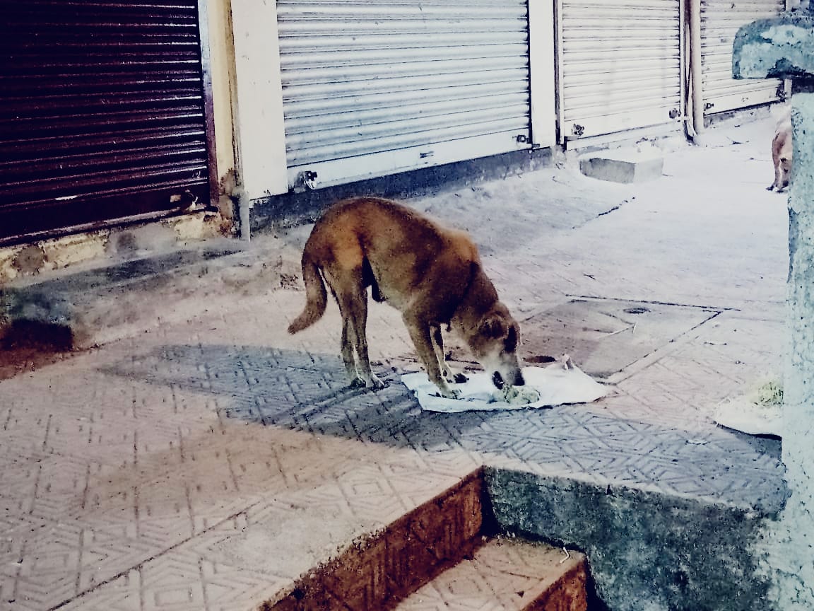 PixelAncient's tweet photo. @ArtvisionNFT We provide food to Street dog in mumbai. Today is 20th day complete and averaged we feed 35 dogs. https://t.co/EoHCtrI7Ze
