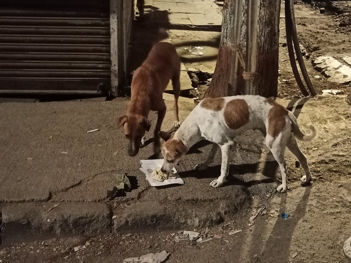 PixelAncient's tweet photo. @ArtvisionNFT We provide food to Street dog in mumbai. Today is 20th day complete and averaged we feed 35 dogs. https://t.co/EoHCtrI7Ze