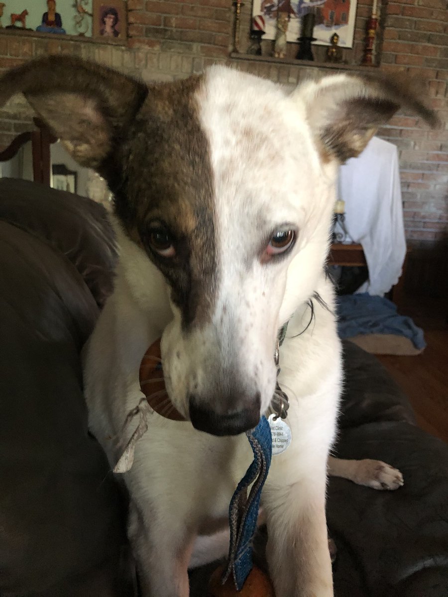 JohnsReba's tweet photo. @_SockDog Always! 🤣🐶❤️🐾 https://t.co/gJzbfexAUK