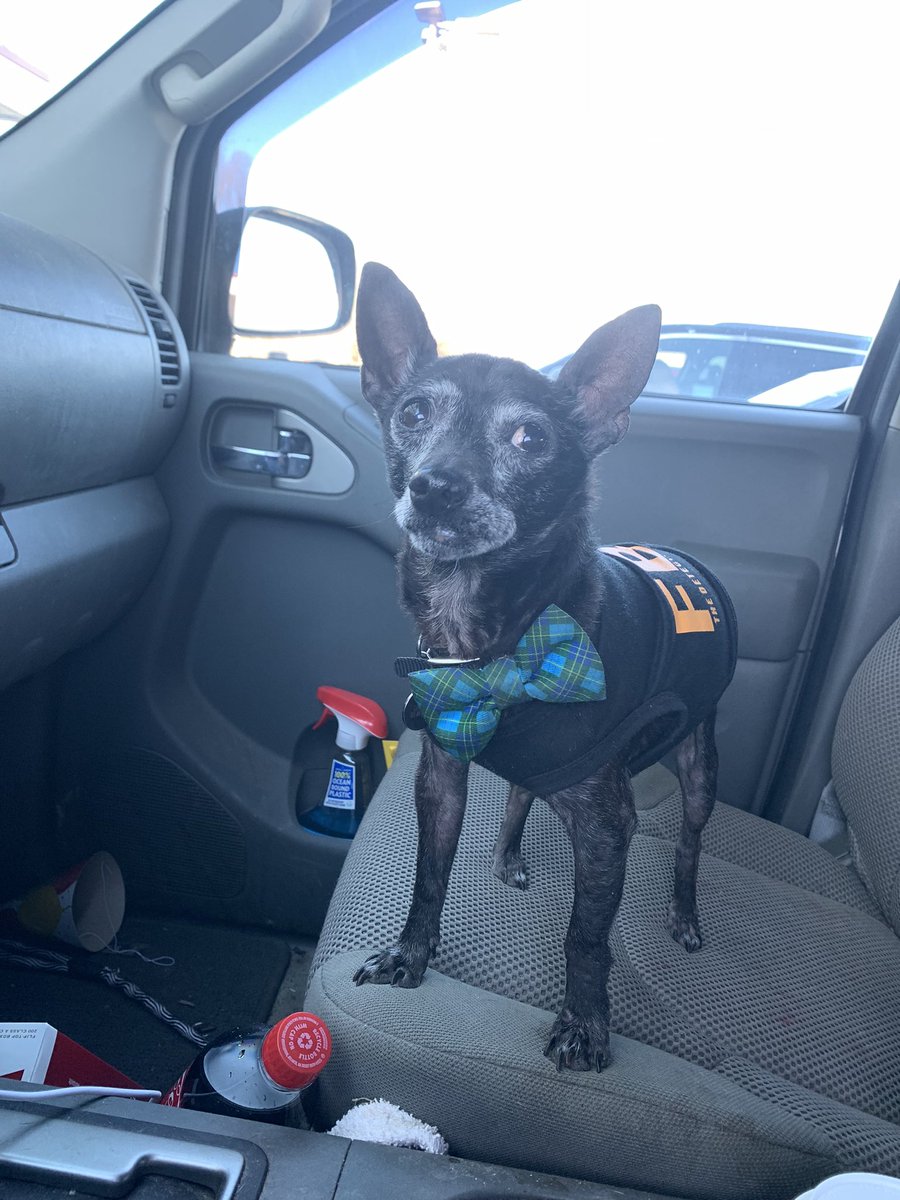 dcwingate's tweet photo. Dallas Trippin Sunday 🐾🐾👅
He’s on the job again but realized he’s only here on the food run cause he’s got #NoTeef !! 🤦♂️ #LilManD👅 #GrayFaceMafia #DogsofTwittter #AdoptDontShop #SeniorRescues #4TheLadies💕 https://t.co/Tqual1z9W6