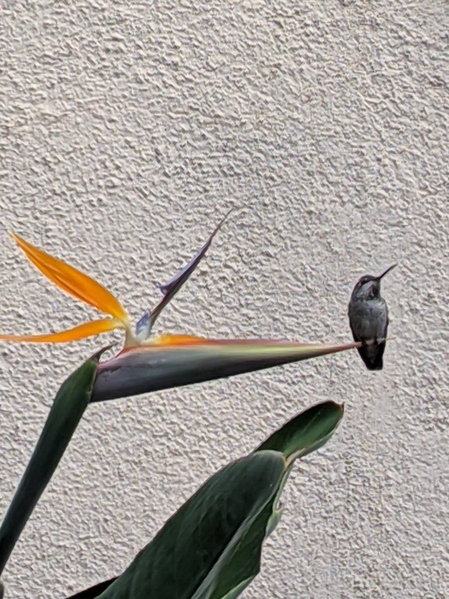 primopezzo's tweet image. A Hummingbird Cake with fresh pineapple flowers 🍍