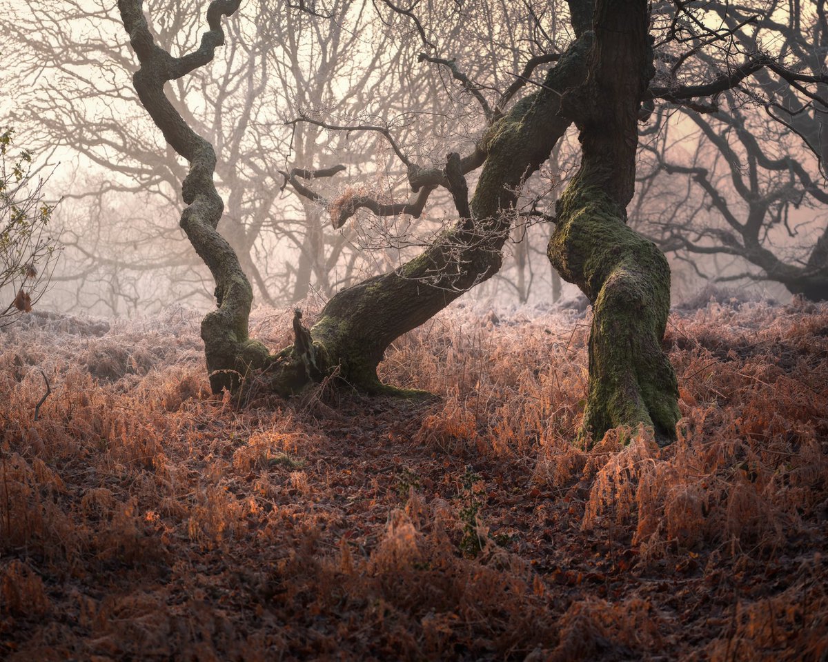A misty/frosty start over in a Staffordshire woodland. The light caught me by surprise and really brought the scene to life. This image also features in one of my YouTube vlogs. Head over to my channel for more 👇🏻

youtube.com/channel/UCXYBd…

#landscapephotography