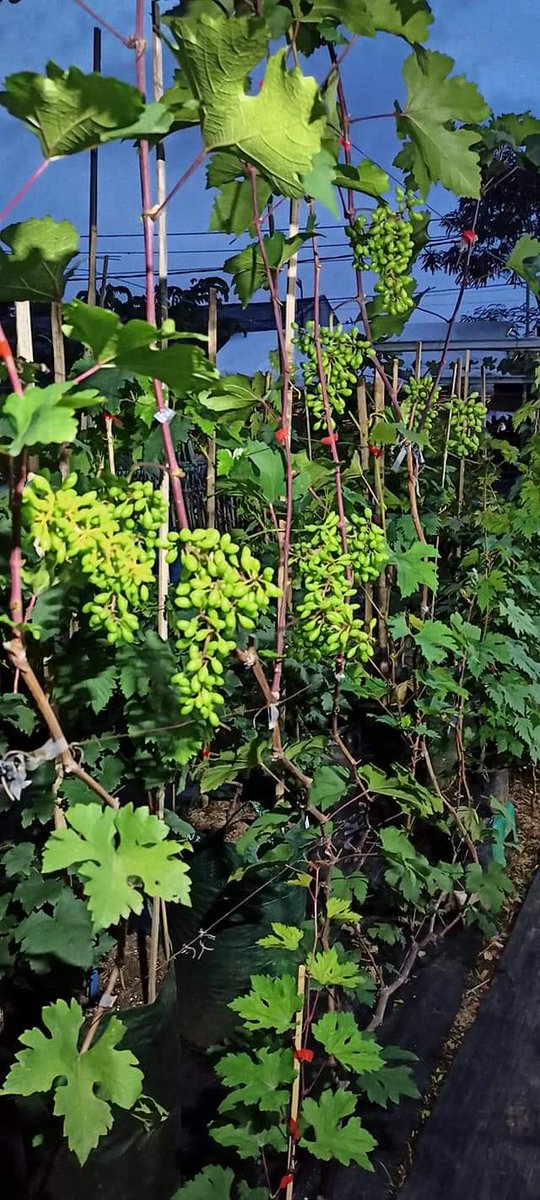 BangBib4's tweet photo. Menurut data dari
https://t.co/0IdRQw7Use
Impor
lemon sebanyak 7.400 ton,
anggur sebesar 28.811 ton, lengkeng 1.200 ton.

kenapa harus import? kondisi geografis indonesia sangat memungkinkan untuk kita memproduksi sendiri, jd gmn gaes ada yang mau berkebun? Bisa saya bantu https://t.co/lKiwjrTPF8