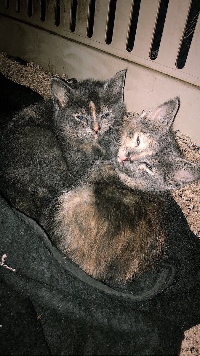 brenna b✰ tweet media