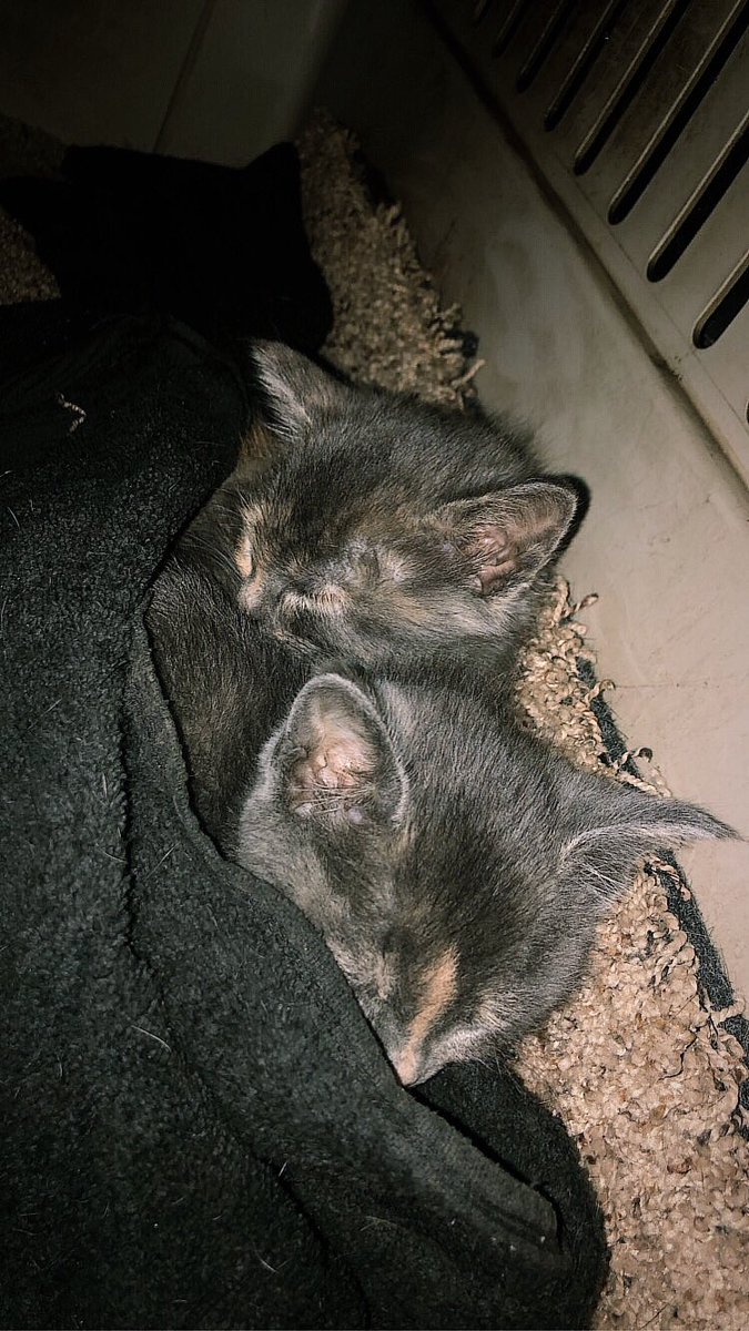 newest members of the baker fam: SUGAR &amp; SPICE 🤍🖤

(twins, basil. twins) 🤪