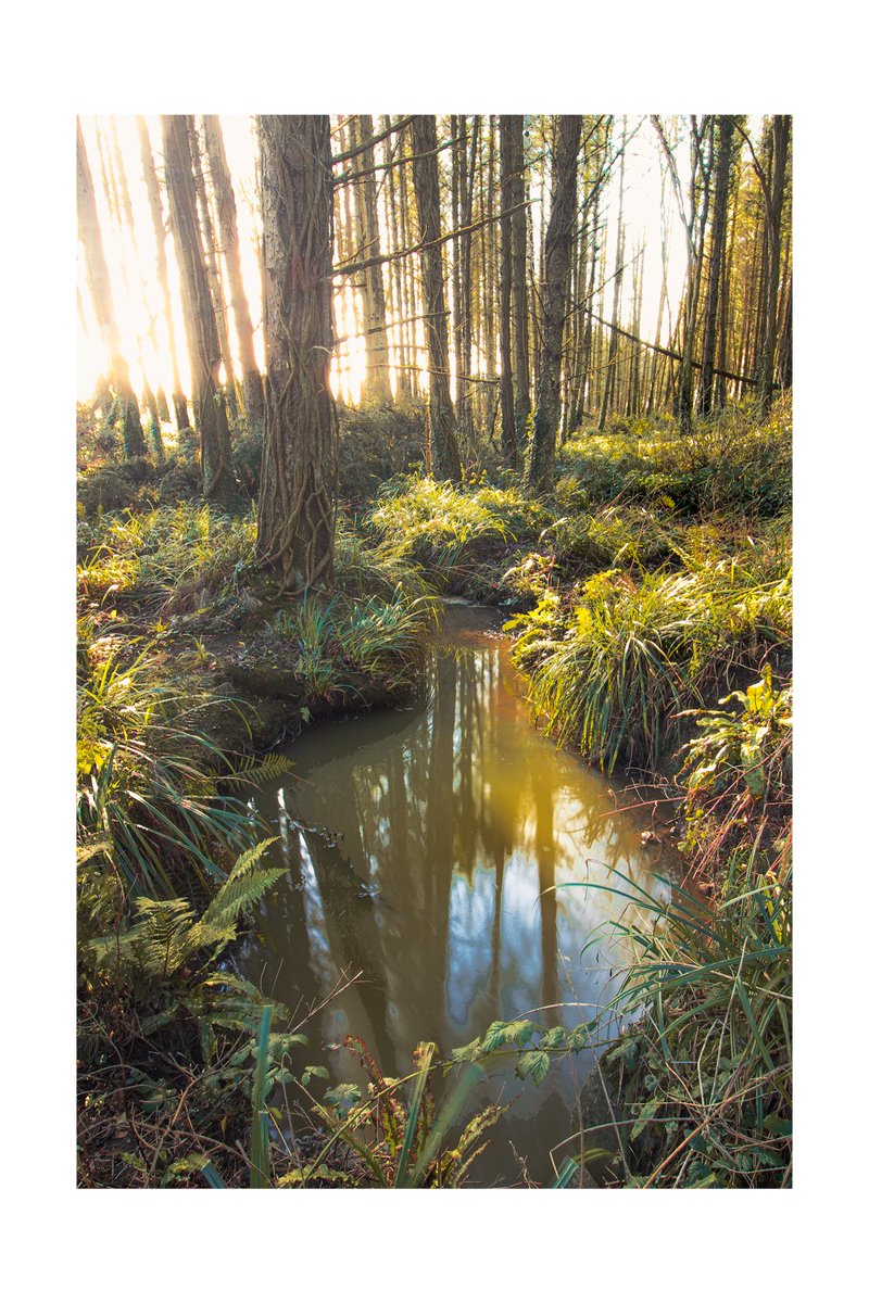 LukeKennyPhoto1's tweet photo. An ecosystem https://t.co/ezZdlH1TBX