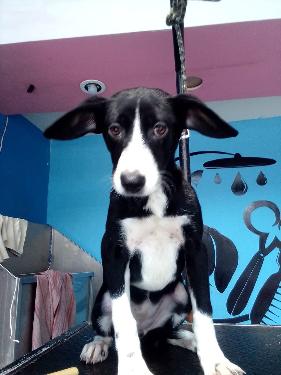 Oz (Peke’s Garden) tweet media