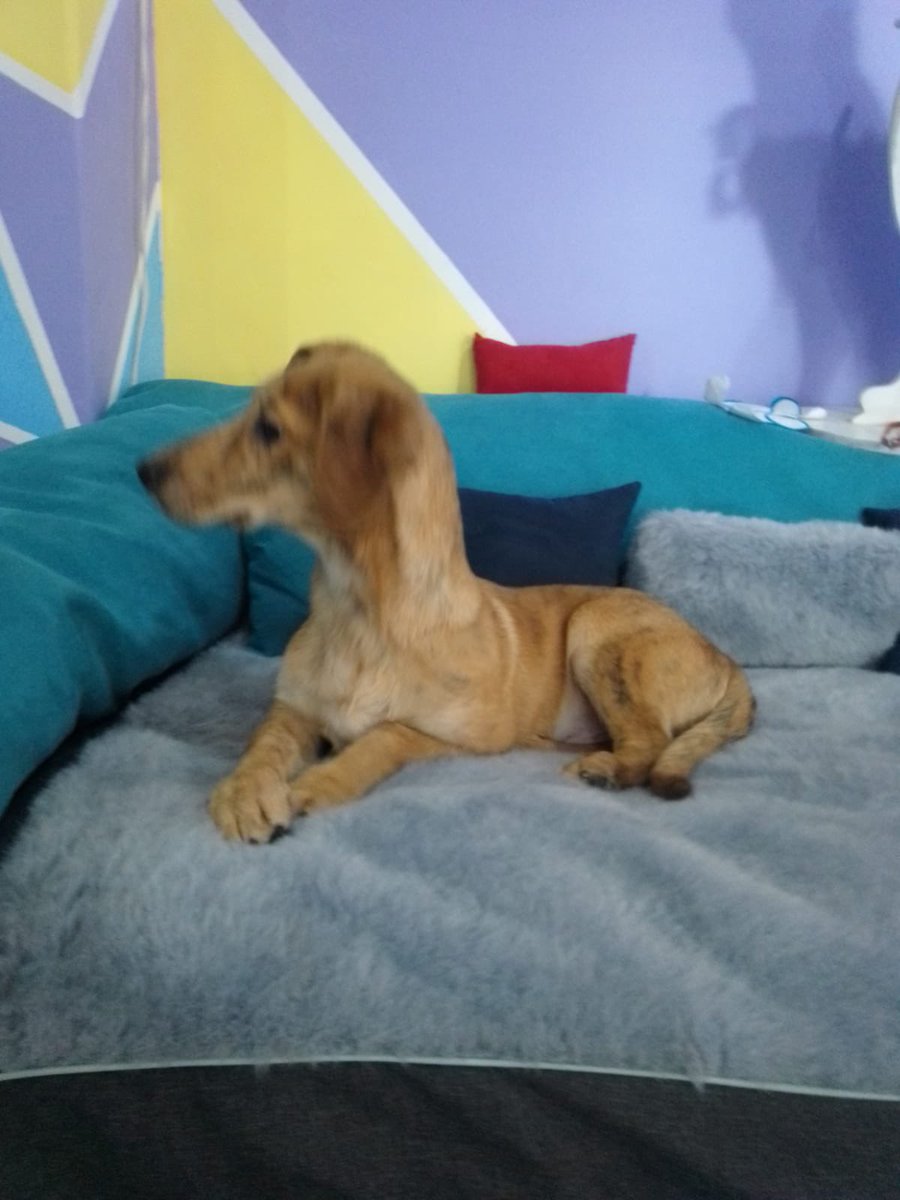 Oz (Peke’s Garden) tweet media