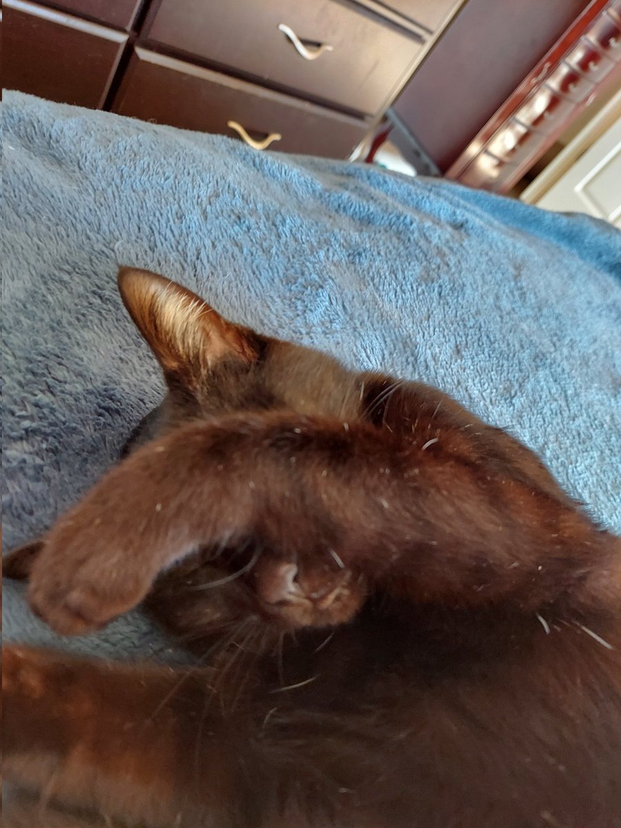 KellyCl95673083's tweet photo. Annie sleeping with her paw over her face https://t.co/Tnr6srPAtD