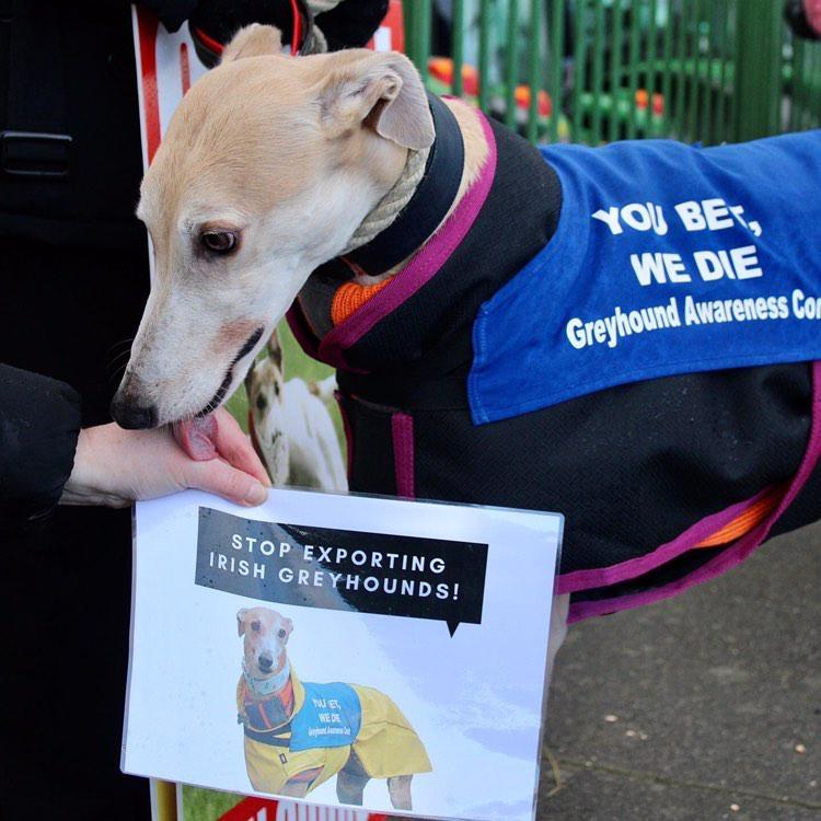 thundershirt for greyhounds