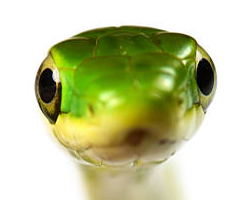 snakefactsdaily's tweet photo. you got snakes on your phone? https://t.co/8H4CYlnqAy
