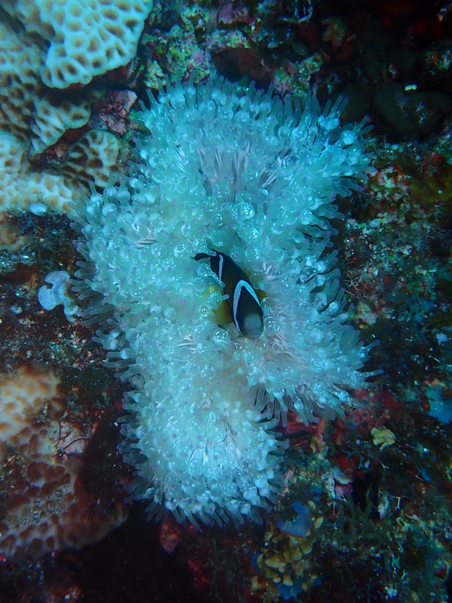 Coral reef refugia from thermal stress hardly exist even with 1.5oC warming, where refugia are reefs with a meaningful 10 year recovery period. Reefs support ~ 1 Billion people - we need emissions reduction/ reversal now! <a href="/Adele_Dixon09/">Adele Dixon</a> <a href="/piersforster/">Piers Forster</a> journals.plos.org/climate/articl…