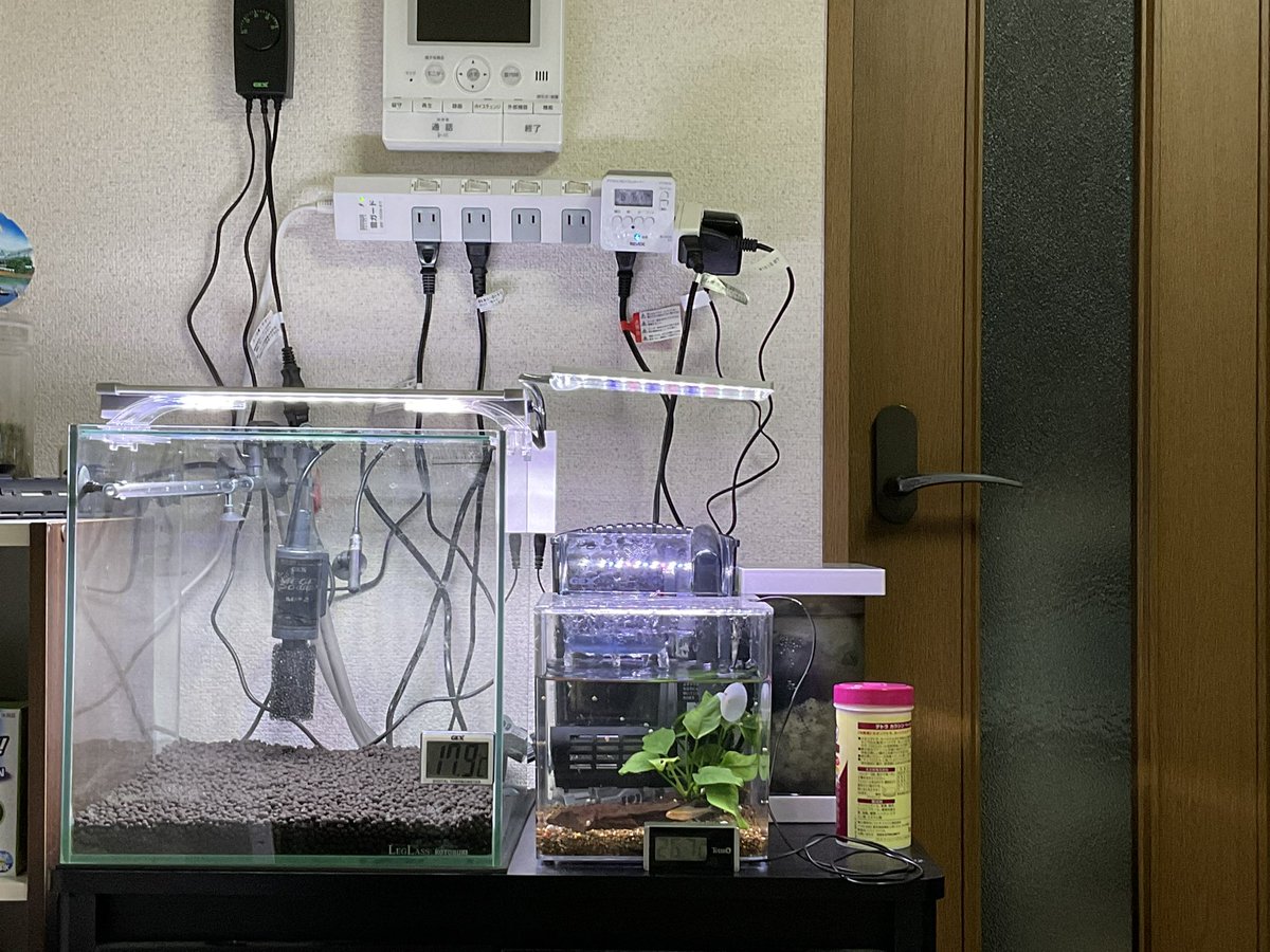 ごちゃごちゃしてきた、ミニ水槽だけの水替えがめんどくさいし、来週は草生やして水貼ろうかな。
ソイル3kgってこのぐらいの厚みなんだなぁ