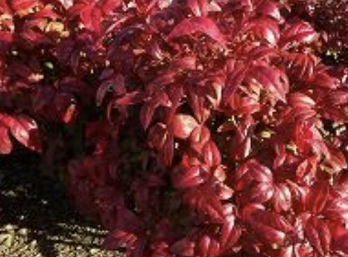 縁起のtwitterイラスト検索結果 古い順