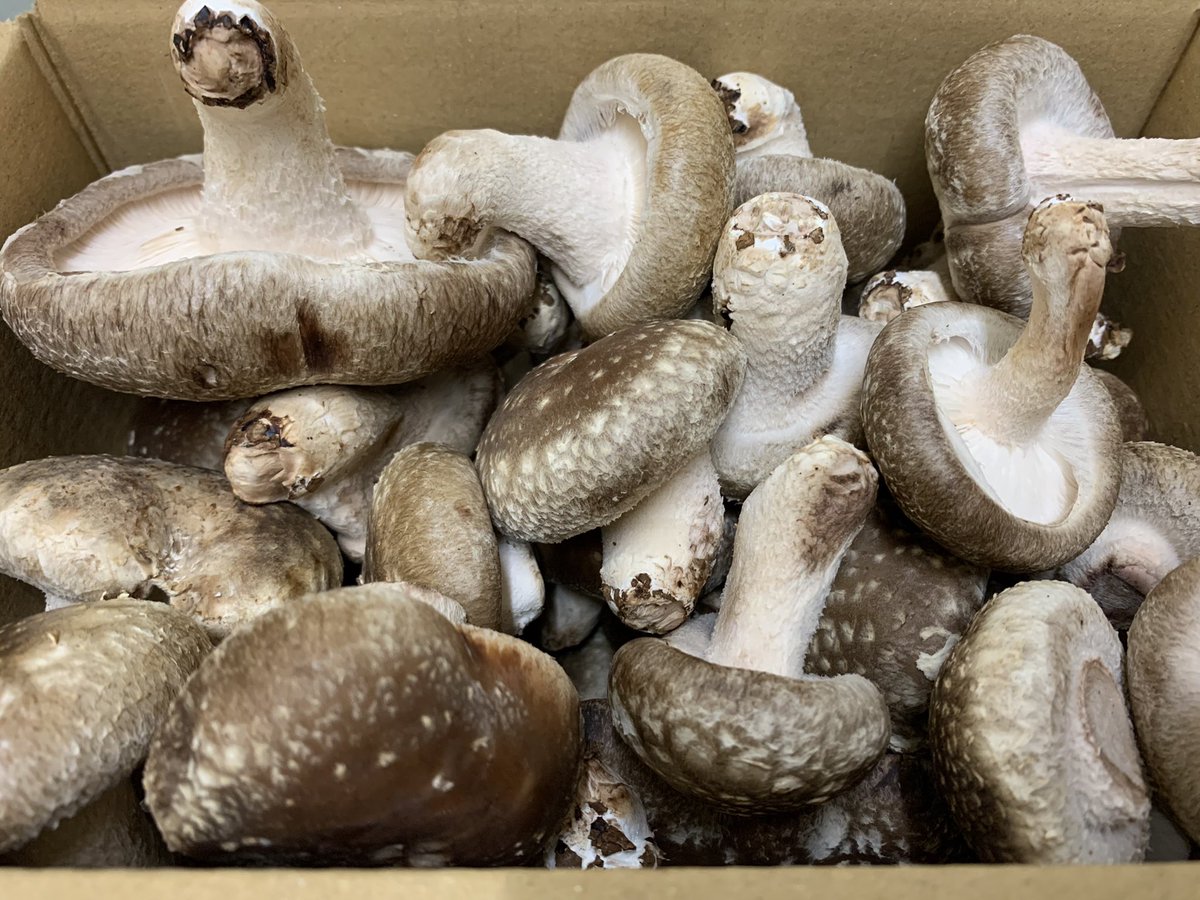 RINKA_SHIITAKE8's tweet photo. 第21回プレゼント企画🍄

極上生椎茸1kgを1名様にプレゼント。朝取れの規格外詰め合わせになります！

美味いを食卓へ🍽

当選者様は食べた感想のツイートをお願いします🌸

送料無料1名様。フォロー&amp;リツイートでご参加ください🍄

締切は2月9日21時頃🍄
ご当選はDMでお知らせ致します。 https://t.co/iGI7z65Et1