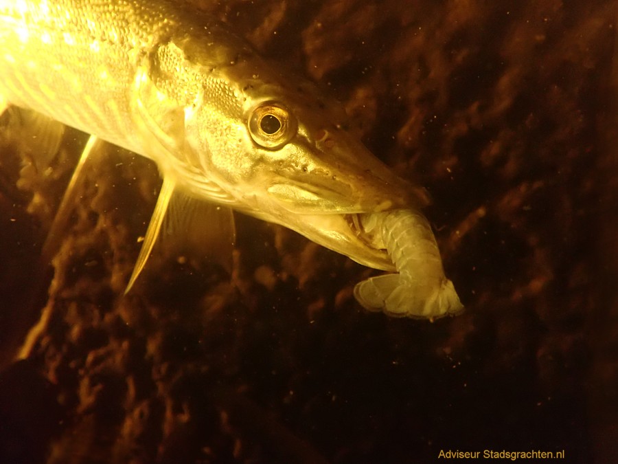 owinleiden's tweet photo. @art_somari @RicciardiLab #Pike also gladly eat #crayfish, did you know? You first have to teach them to get a taste for it, though 😄. This Spike, mastering the art #CitizenScience #Leiden2022 @IVN_Leiden #fishmonitoring @InvasieveExoten https://t.co/TNXa67BIRM