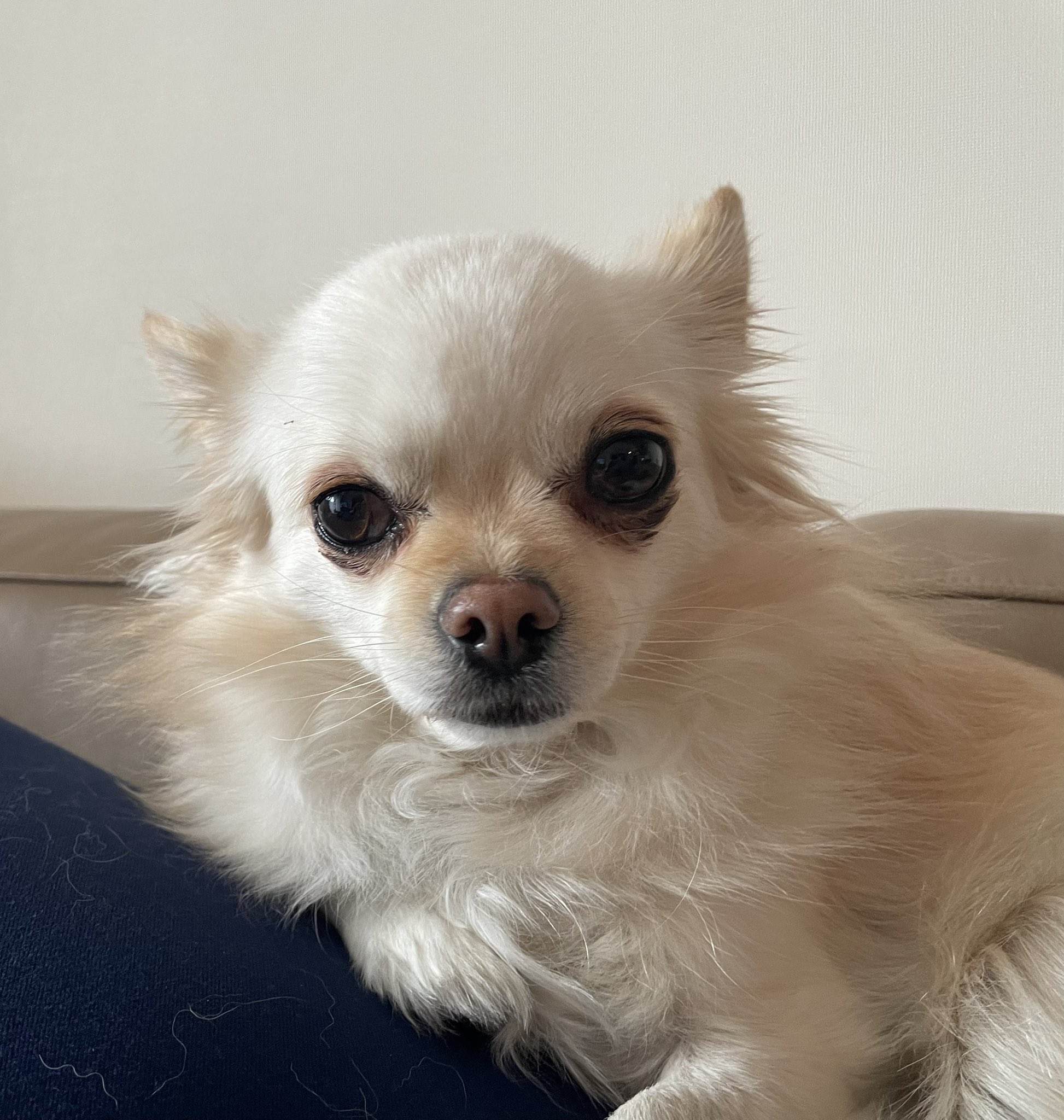 生配信ミニドラマ やっぱり犬が好き 公式アカウント Yappa Inu Twitter