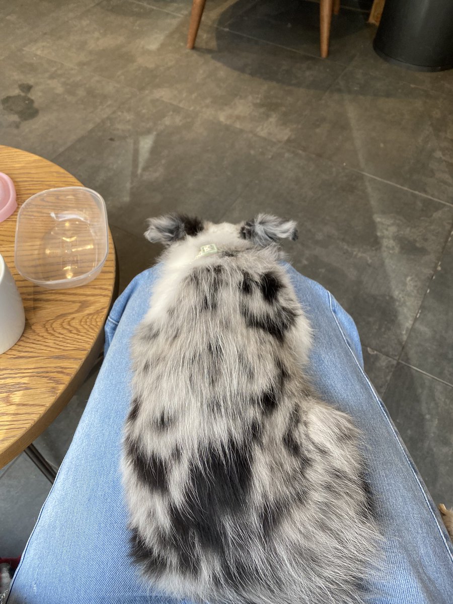Briany__'s tweet photo. Just discovered my puppy has a smiley face on her back… and now I can’t unsee it https://t.co/iQJWW18vho
