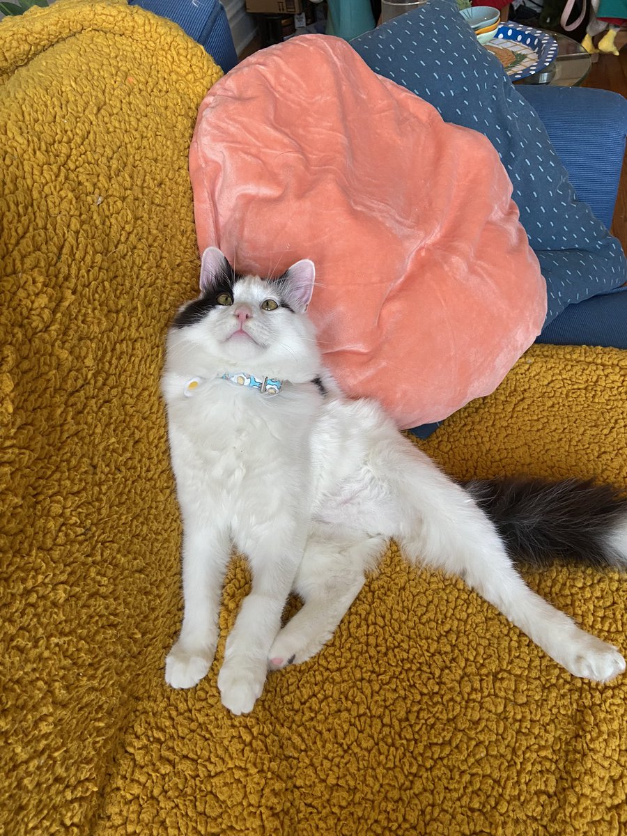 itslittletunny's tweet image. Just vibin