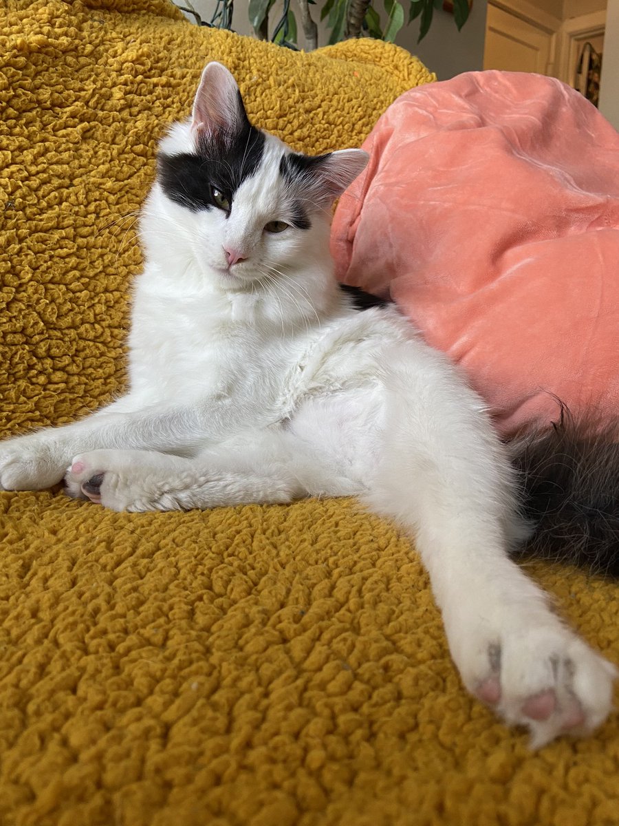 itslittletunny's tweet image. Just vibin