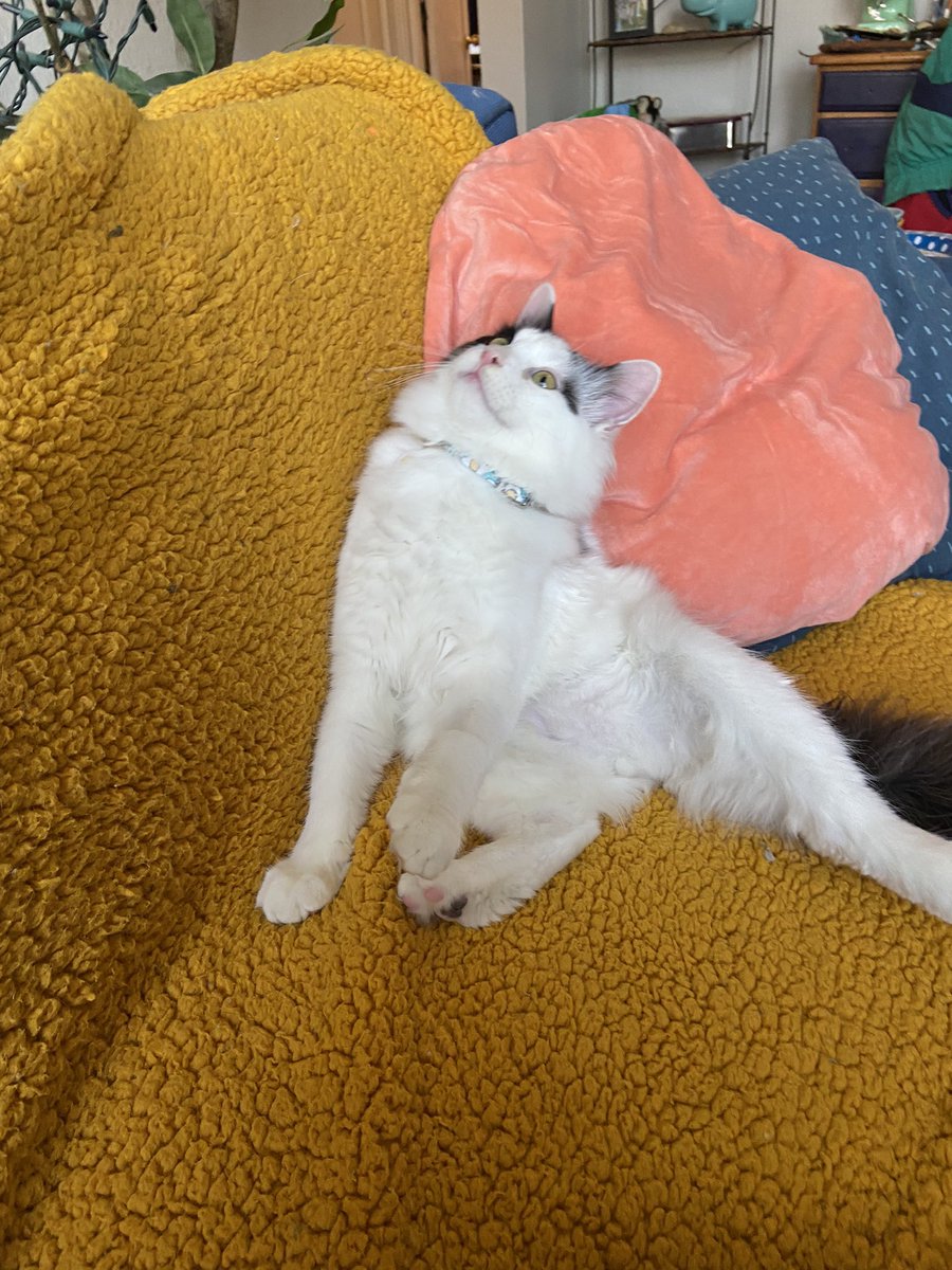 itslittletunny's tweet image. Just vibin