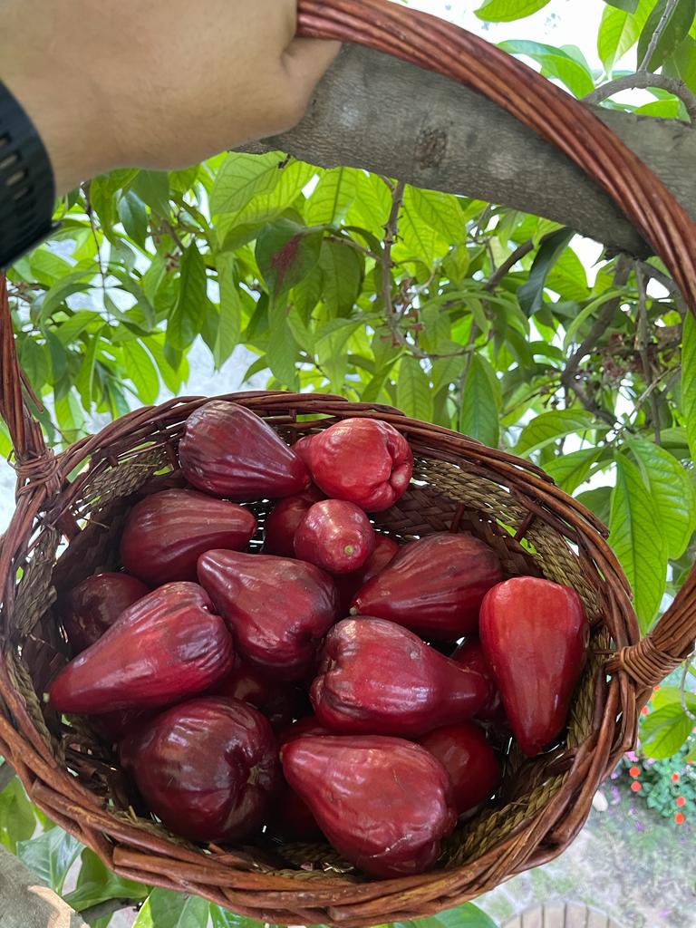 jamaican rose apple