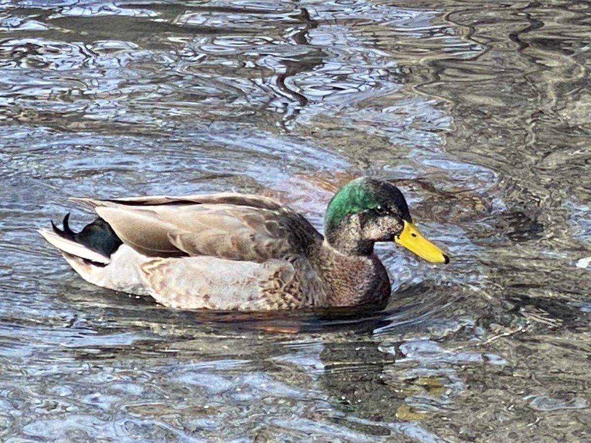 NoamElcott's tweet photo. Saw this duck in the CP Pool earlier today. Any chance it’s a Mallard x Black duck hybrid? Or just a funny looking mallard? ⁦@BirdCentralPark⁩ https://t.co/E2M5ZBMqTe