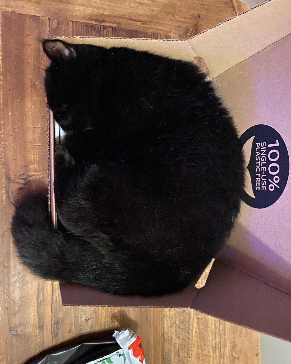 Box cat! #catinabox #ifitfitsisits #CatsOfTwitter