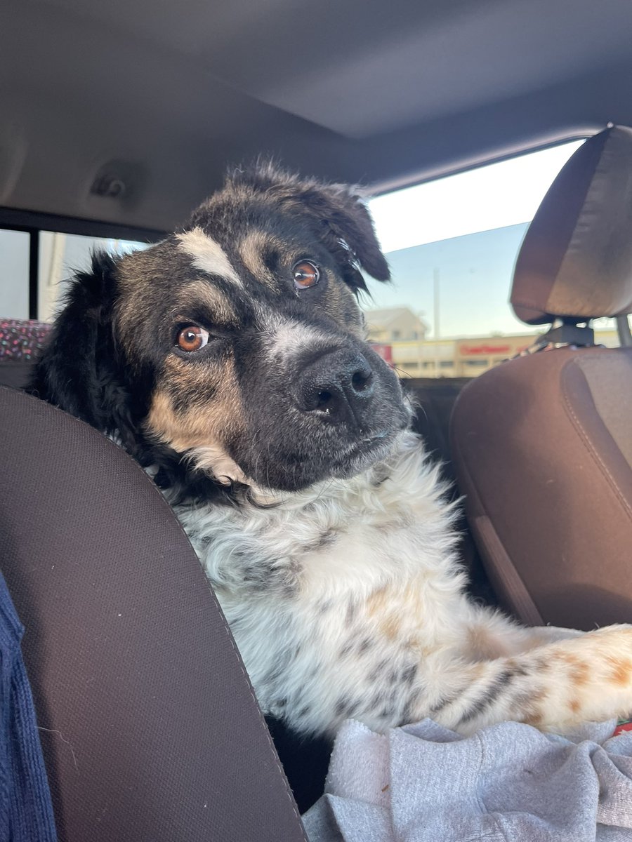 2TravelingDogs's tweet photo. This is Fruitycake ๐ ๐ง Are we there yet?? #dinnerislate #RVLife https://t.co/0Y54o0B1cX