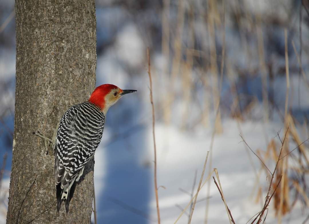 ChurchDenise's tweet photo. Beautiful Day at Kensington Metropark . . . so many different bird species were out and about. https://t.co/DR1cdDhCeL