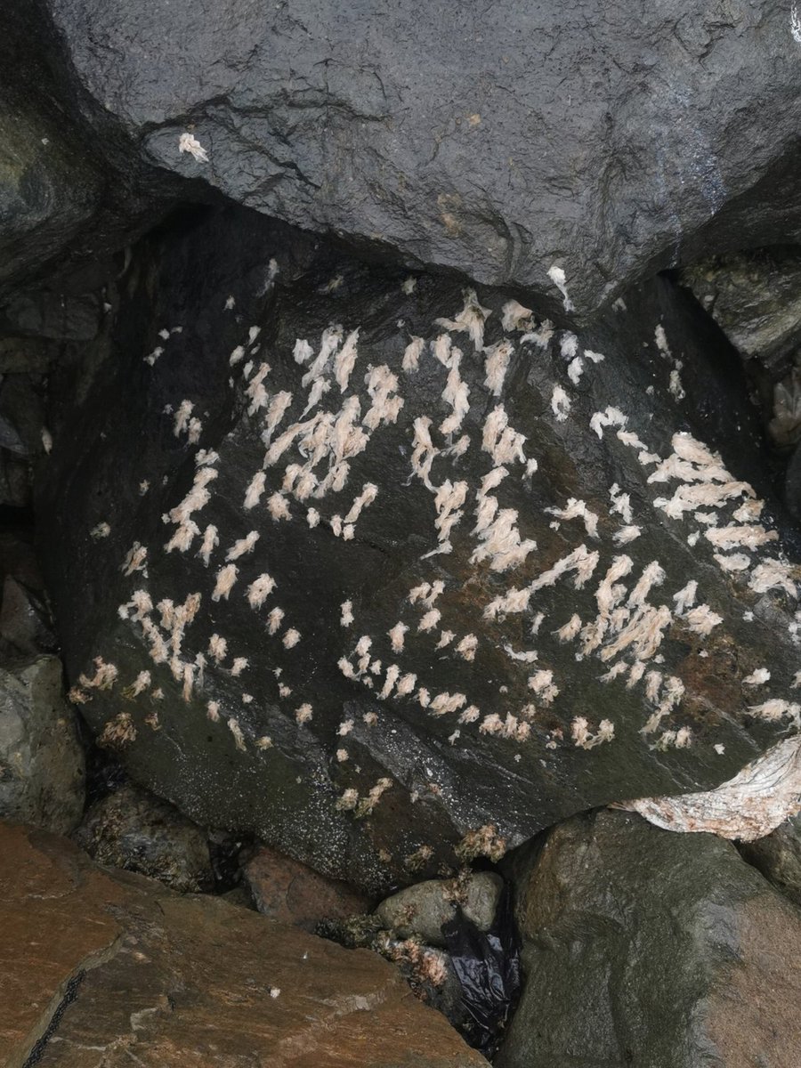 saludconlupa's tweet photo. 🔴El impacto del derrame de #Repsol en el fondo marino:

La presencia del petróleo afecta las algas, productoras de oxígeno en el océano. Incluso en lugares donde no se ve la mancha, la alteración de la composición química del agua genera su blanqueamiento y muerte. https://t.co/Imcszs7qCO