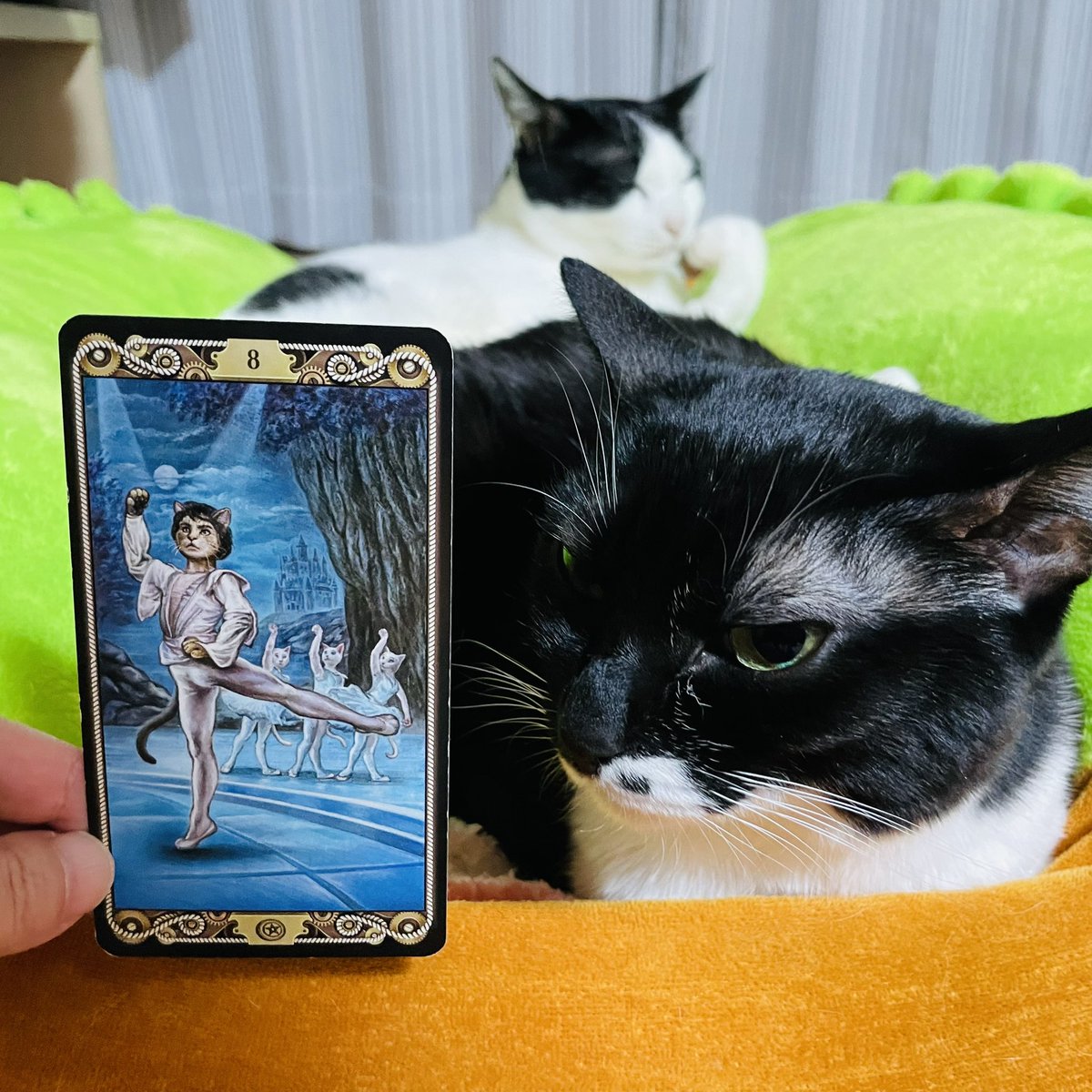 oraclerinko's tweet image. 集中力が高まる日。やる気に満ちてコツコツ積み重ねることができるので、成果に繋がりやすいでしょう✨お手本となる人に出会えるかも🌷真似してみるのも👍 #8ofPENTACLES #眠りを邪魔された猫 #デイリータロット #CATTAROT #dailytarot #猫 #cat #ねことタロット