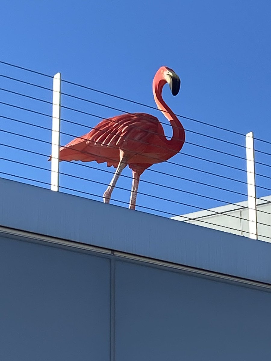 SpringThirteen's tweet photo. #Kennedy center flamingos https://t.co/czo8kXIODd