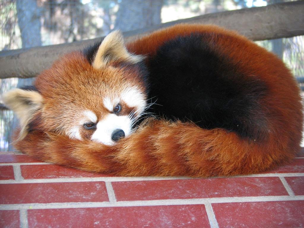 RedPandaEveryHr's tweet image. 