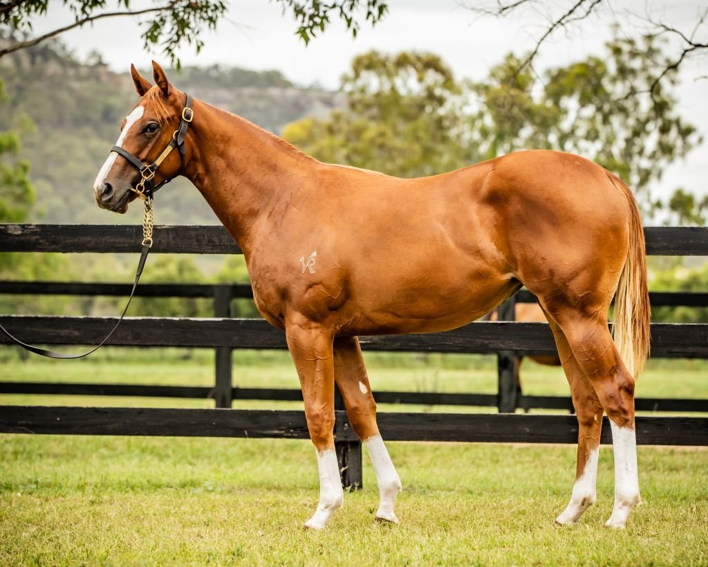 TTRAusNZ's tweet photo. Lot 389 a filly on account of @widdenstud sells to #LegendRacing for $200k. By their resident sire Zoustar she's the third foal of city-winning Not A Single Doubt mare Ask Me How I Know. https://t.co/0LDYfxtppl