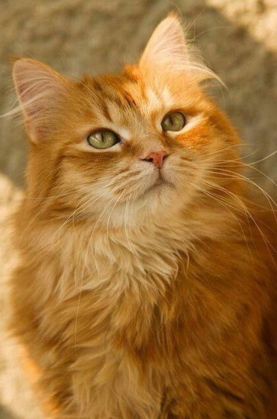 Породы кошек с рыжими глазами. Европейская длинношерстная кошка рыжая. Рыжий длинношерстный Сибирский кот. Сибирская кошка рыжая длинношерстная. Сибирская кошка рыжая короткошерстная.
