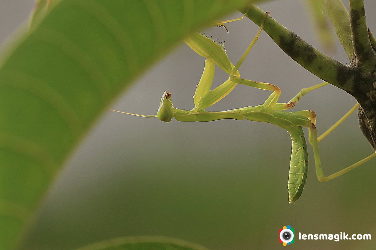 np_photographer's tweet photo. Mantis Insect
https://t.co/fqwqCkXGsw
Praying Mantis small and green color insect mostly found on tree leaves also camouflage with tree leaves
#prayingmantis #mantisinsect #insectsofourworld #insectsmacro https://t.co/9WonPRTvaI