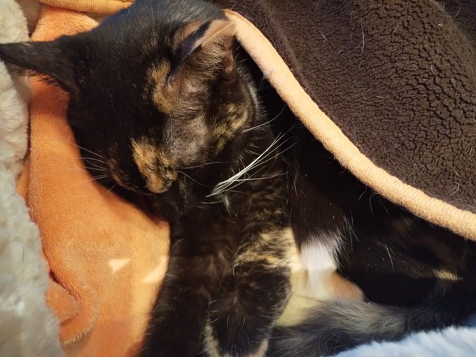 これは推しの猫
体調が悪いらしく早く良くなってね 