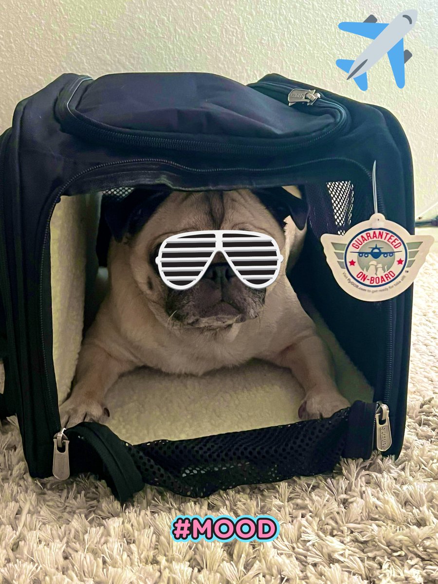 I’m ready to travel ✈️ #sherpa #travelingdog #pets #travel #leavingonajetplane #pugs #pug #dog #dogs #dogsoftwitter