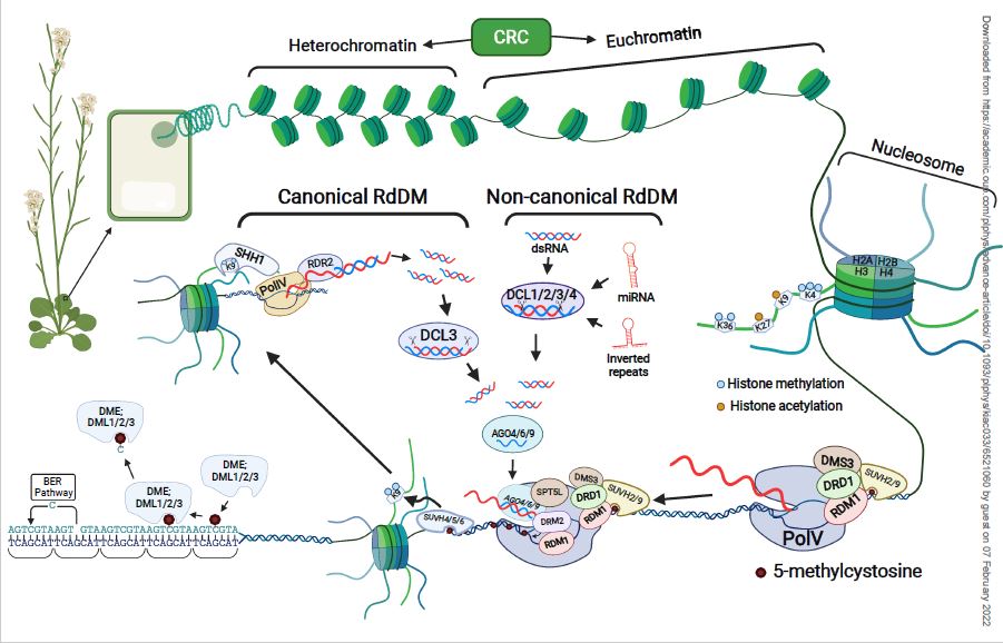 Plant Physiology (@plantphys) on Twitter photo CRISPR-CAS mediated transcriptional control and epi-mutagenesis <a href="/JasonLGardiner/">Jason Gardiner</a> <a href="/talkwithbasu/">Basudev Ghoshal</a> <a href="/ming0325/">Ming Wang</a> <a href="/SJacobsenUCLA/">Steve Jacobsen</a> #PlantSci academic.oup.com/plphys/advance… CRISPR-CAS mediated transcriptional control and epi-mutagenesis <a href="/JasonLGardiner/">Jason Gardiner</a> <a href="/talkwithbasu/">Basudev Ghoshal</a> <a href="/ming0325/">Ming Wang</a> <a href="/SJacobsenUCLA/">Steve Jacobsen</a> #PlantSci academic.oup.com/plphys/advance…