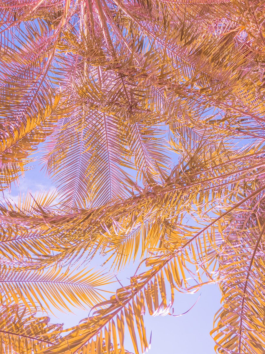 Pink candy palms
#shotoniphone #photography #apple #photographer #iPhone13ProMax 
@Apple #photographers #tropical #instagram #NFTGiveaway #nftcollector https://t.co/W77BlGh2Au