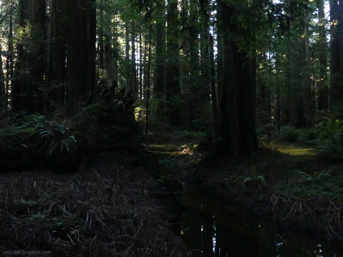 hikingchemist's tweet photo. Some tall trees and one unique tree.
https://t.co/WiTwVwumqC
#dayhike #hiking #redwoods #calparks #HumboldtRedwoodsStatePark https://t.co/6Z8hot7MJB