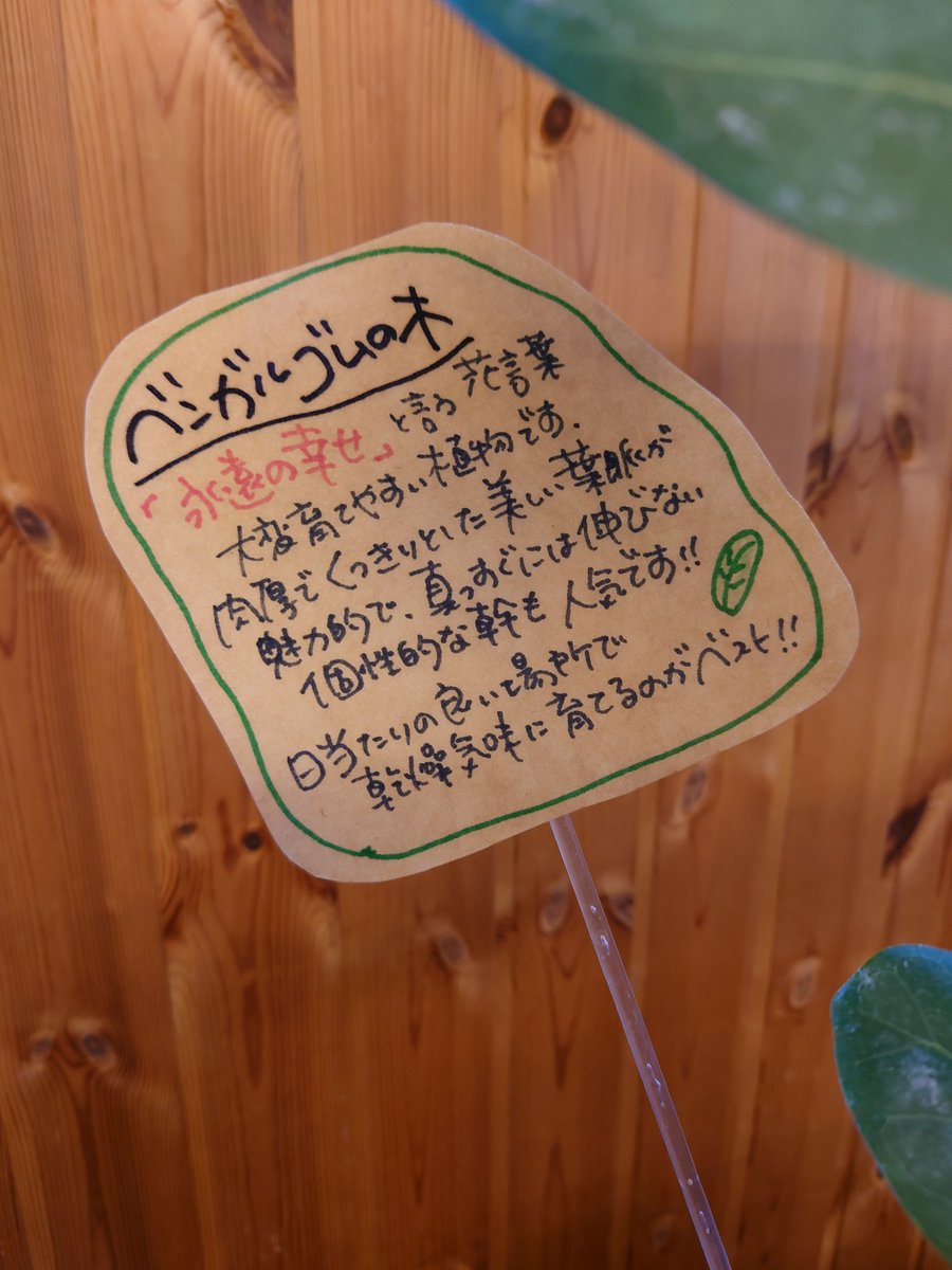 ベンガルゴムの木 Twitter Search Twitter