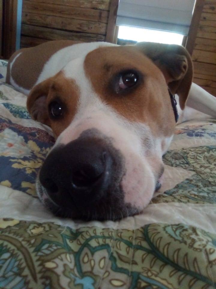 I know it’s not much but…..we hit 20 followers!!!!❤️🐾✨ #bestfollowers #dogs #dogsoftwitter #doglovers
