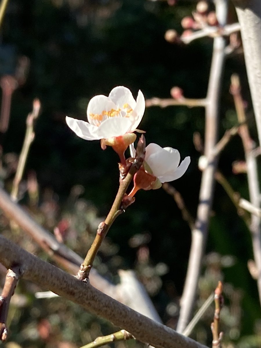 JimReichert2's tweet photo. My Sierra Plum bonsai is starting to bloom!
#bonsai 
#盆栽
#plum 
#sierraplum 
#梅
#garden 
#gardening 
#庭 https://t.co/PSQMl6gCLM