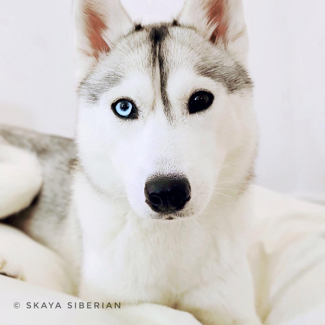 Someone on our walk today stopped by and said how beautiful I was... but that it was 'unfortunate about those eyes'. Tell me: what do you see when you look in my eyes? ❄✨
#dogs #DogsofTwittter #doge #bornthisway #husky #CuteAnimals #cute